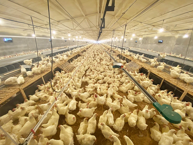 Breeder-Floor-Rearing